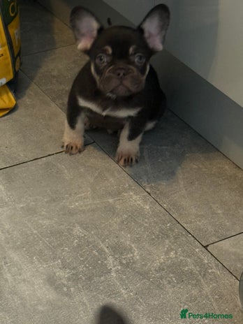 French Bulldog dogs - Advert 10