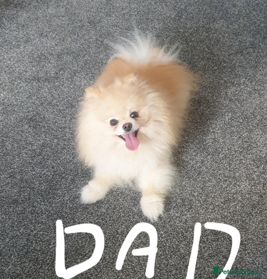 Pomeranian dogs for sale: Exellent quality mini ** pomeranian puppies  - Image 10