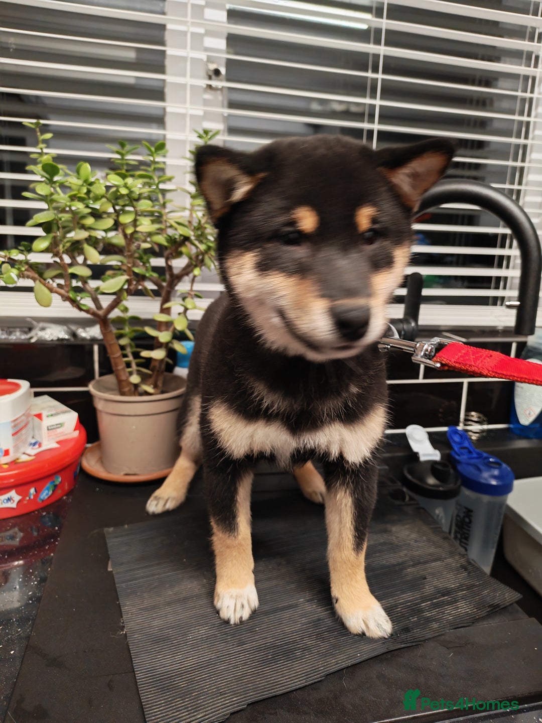 Japanese Shiba Inu dogs for sale: KC reg Japanese shiba inu puppies  - Advert 10