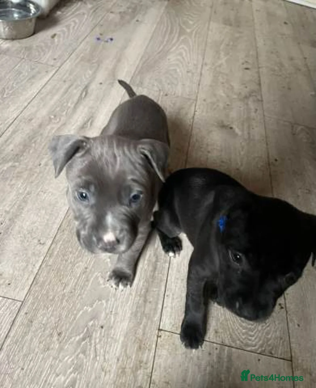 Staffordshire Bull Terrier dogs for sale: Stunning 100% Outstanding Staffy Puppies  - Advert 4