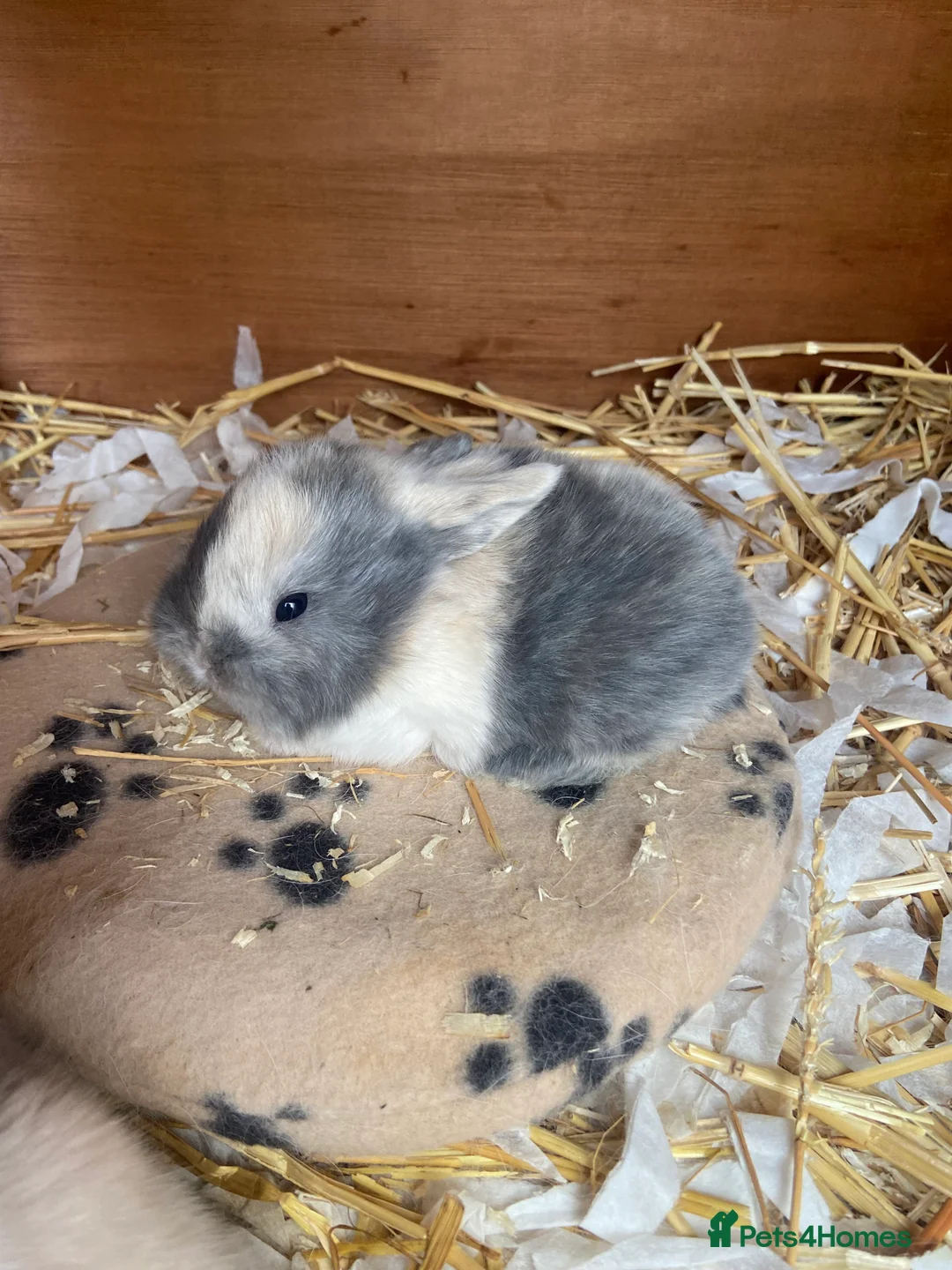 Mini Lop rabbits for sale: Mini Lop Bunnies - Advert 3