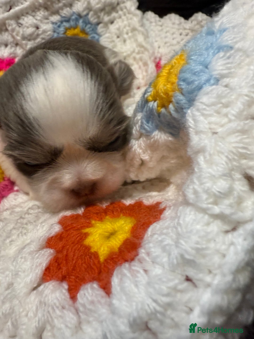 Shih Tzu dogs for sale: Super cute Shih tzu pups - Advert 3