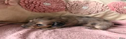Miniature Dachshund dogs for sale: Miniature long and smooth dachshund pups in Castleford - Advert 5