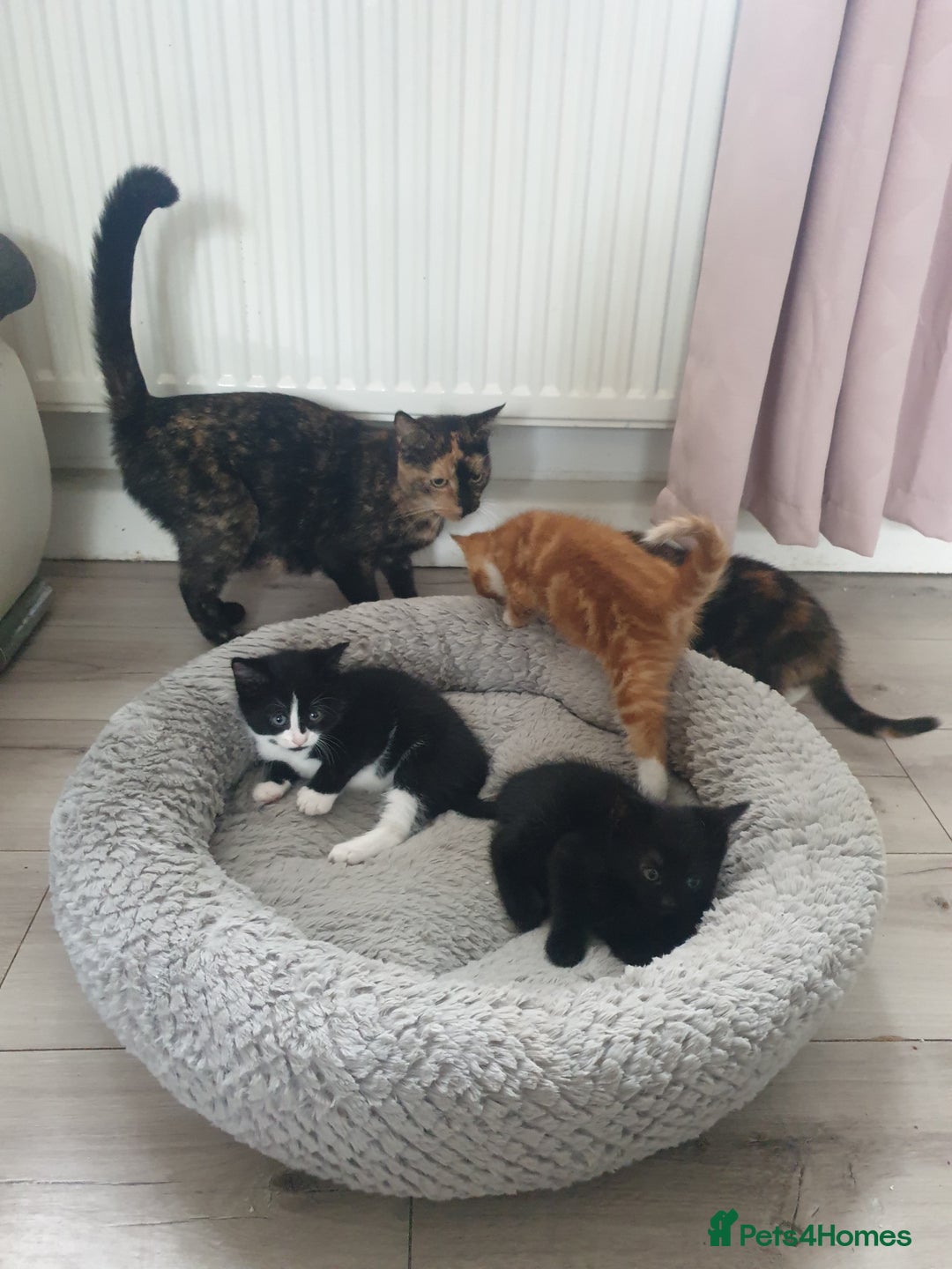 Domestic Shorthair cats for sale: Beautiful Kittens  - Image 3