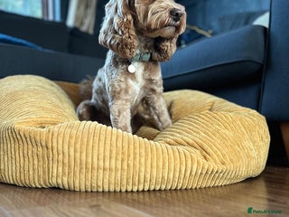 Cockapoo dogs in Grays - Advert 1