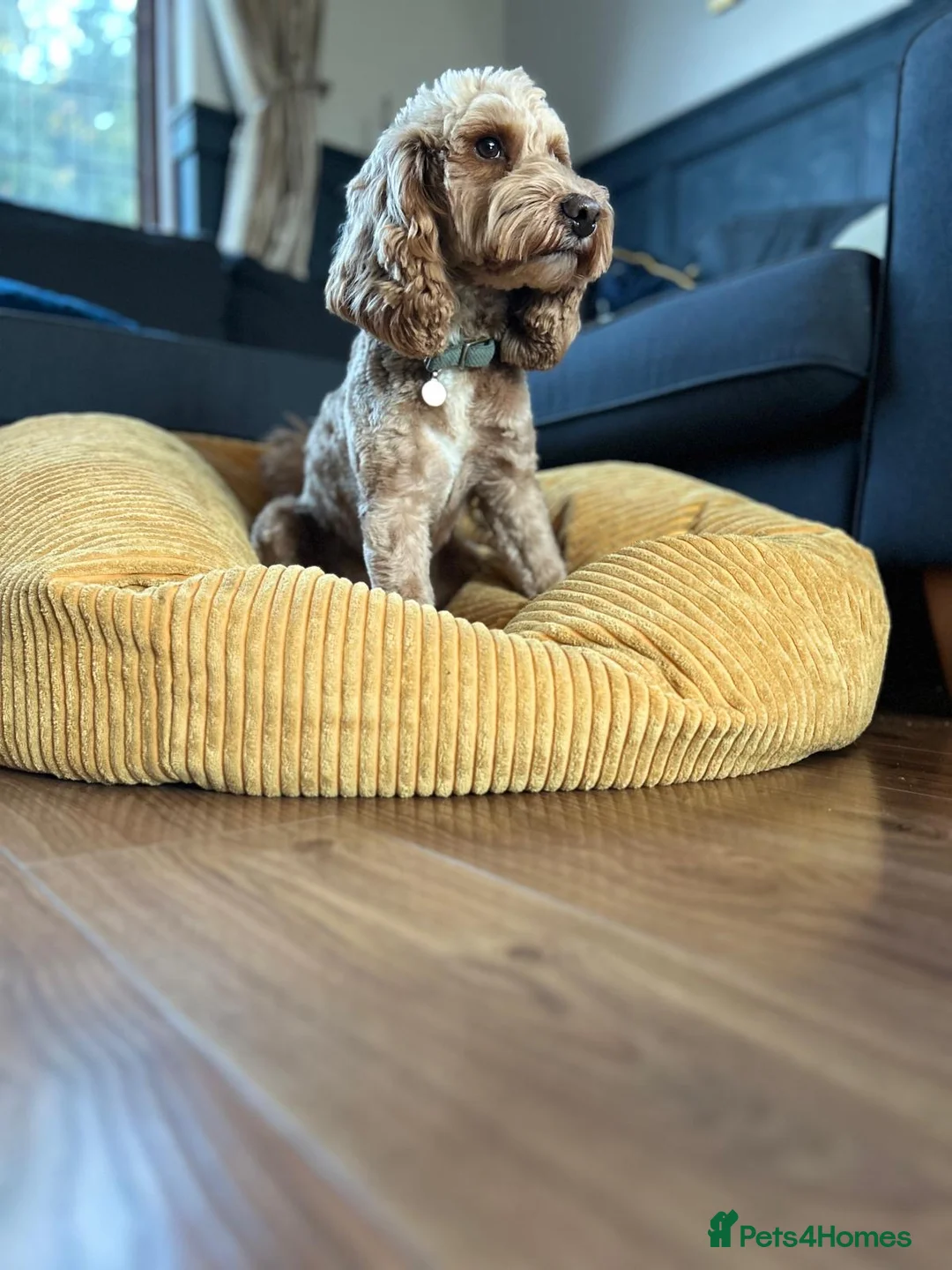 Cockapoo dogs for stud: Beautiful proven cockapoo for stud - Advert 1