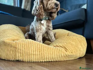 Cockapoo dogs Beautiful proven cockapoo for stud - Advert 15