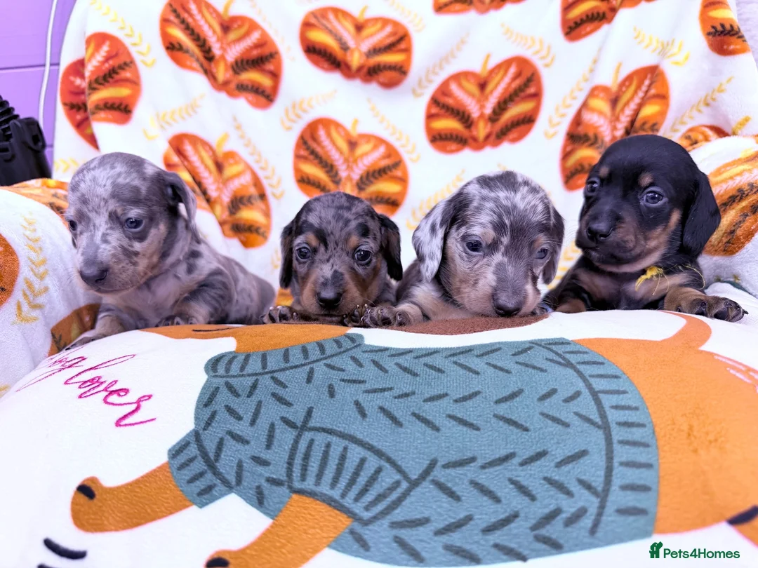Miniature Dachshund dogs for sale: 4 adorable miniature dachshund boys available  - Advert 2
