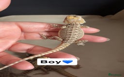 Bearded Dragon reptiles for sale: Baby bearded dragons  - Image 6