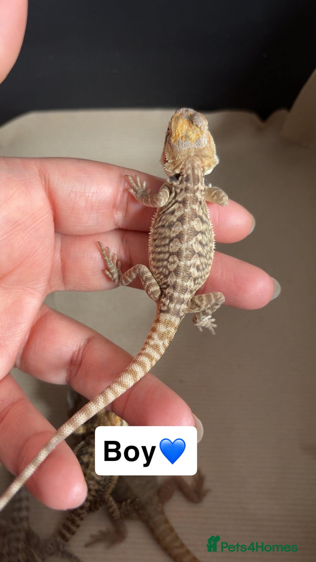 Bearded Dragon reptiles for sale: Baby bearded dragons  - Image 6