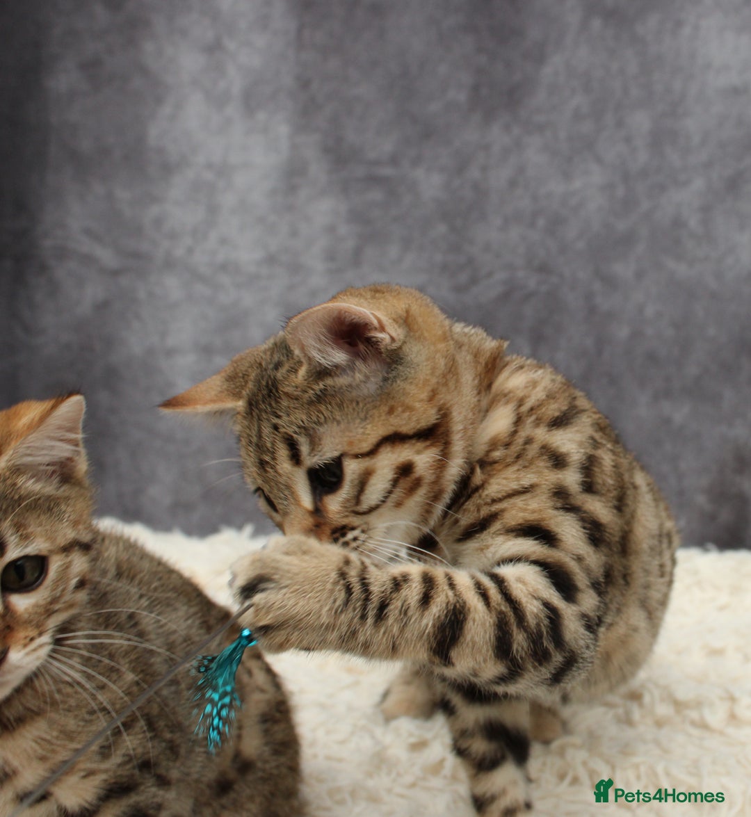 Bengal cats for sale: 🔥Stunning Bengal Kittens last little girl left 🔥 - Image 4