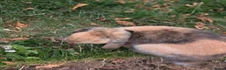 English Lop rabbits for sale: Male English lop  - Advert 3