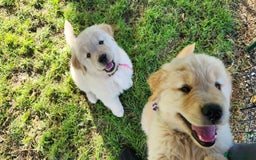 Golden Retriever dogs for sale: Gorgeous Golden Retriever Puppies. - Image 3