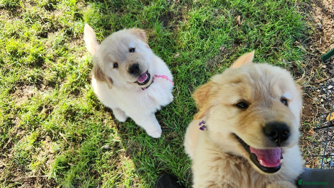 Golden Retriever dogs for sale: Gorgeous Golden Retriever Puppies. - Image 3