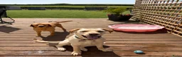 Mixed Breed dogs for sale: Beautiful Big Lady Sadie  - Advert 5