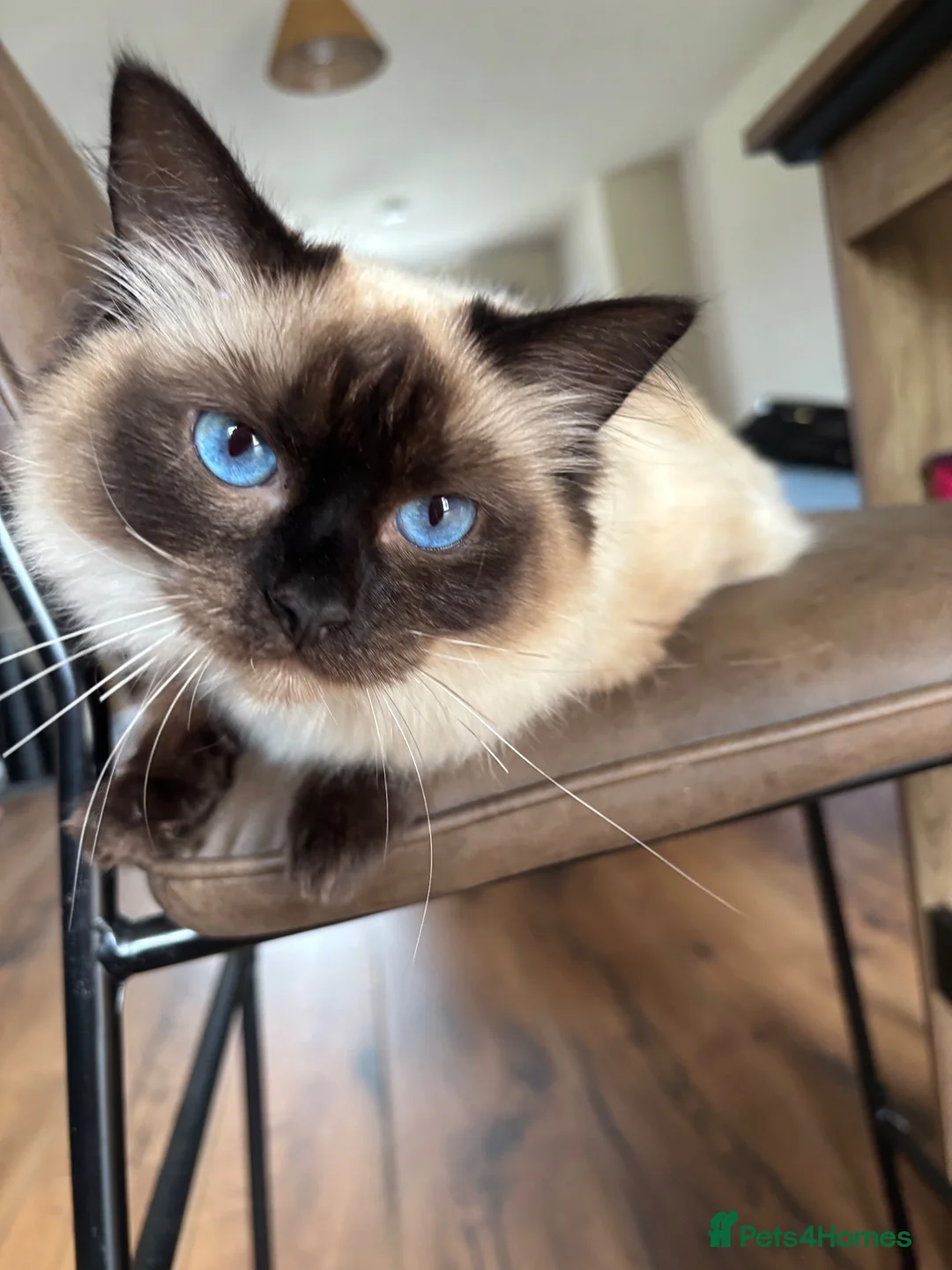 Ragdoll cats for sale: Ragdoll  in Craigavon - Advert 2