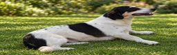 Mixed Breed dogs for adoption: Meet Efes! 🐶🤍 Looking for His Forever Home 🏡 - Advert 7