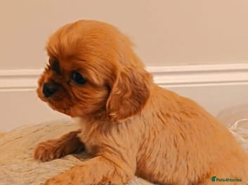 King Charles Spaniel dogs DNA TESTED KING CHARLES CAVALIER BOY  - Advert 17