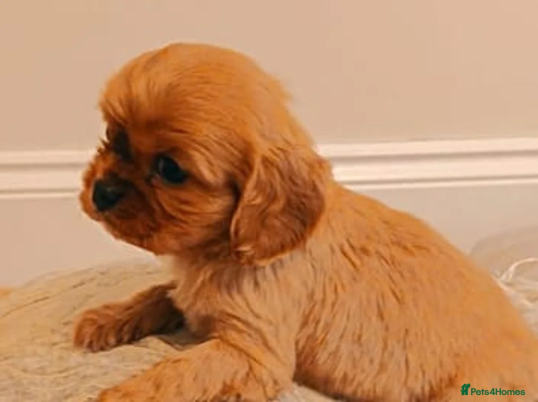 King Charles Spaniel dogs for sale: DNA TESTED KING CHARLES CAVALIER BOY  - Advert 1