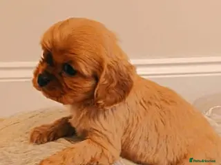 King Charles Spaniel dogs DNA TESTED KING CHARLES CAVALIER BOY - Advert 17