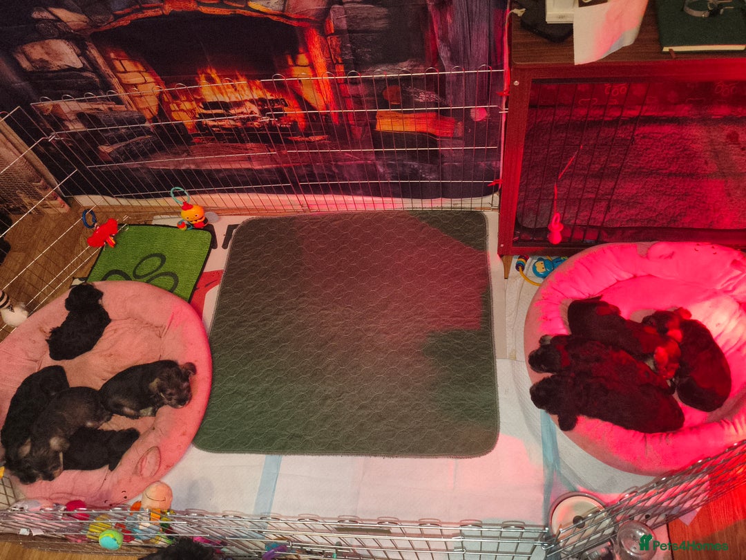 Miniature Schnauzer dogs for sale: Charming Mini Schnauzers with KC registration - Advert 12