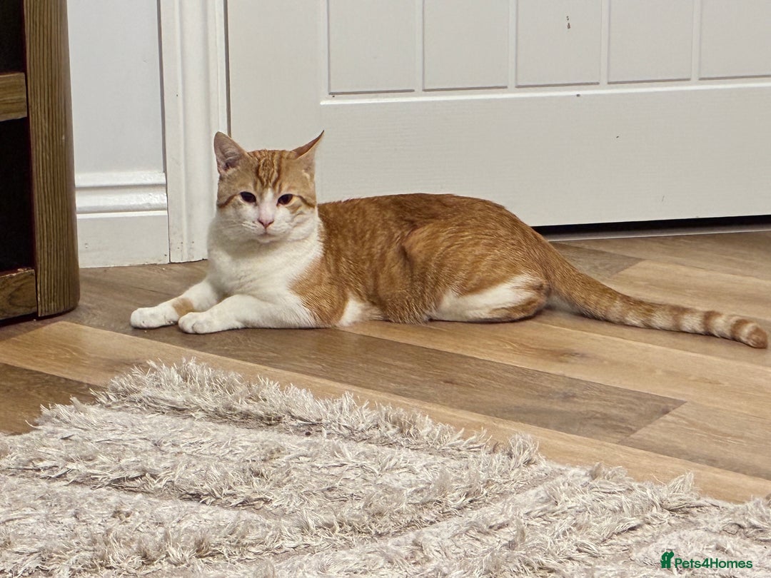 Mixed Breed cats for sale: Chester the ginger boy! - Advert 2
