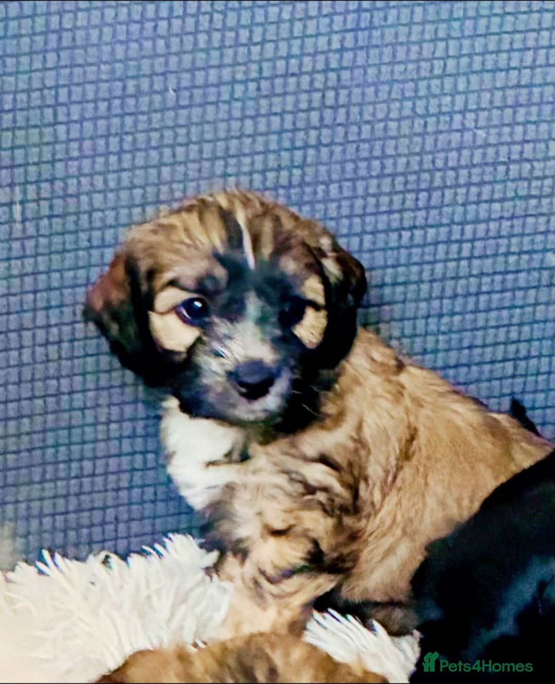 Mixed Breed dogs for sale: 6 Stunning Cock-a-chon puppies  - Advert 14