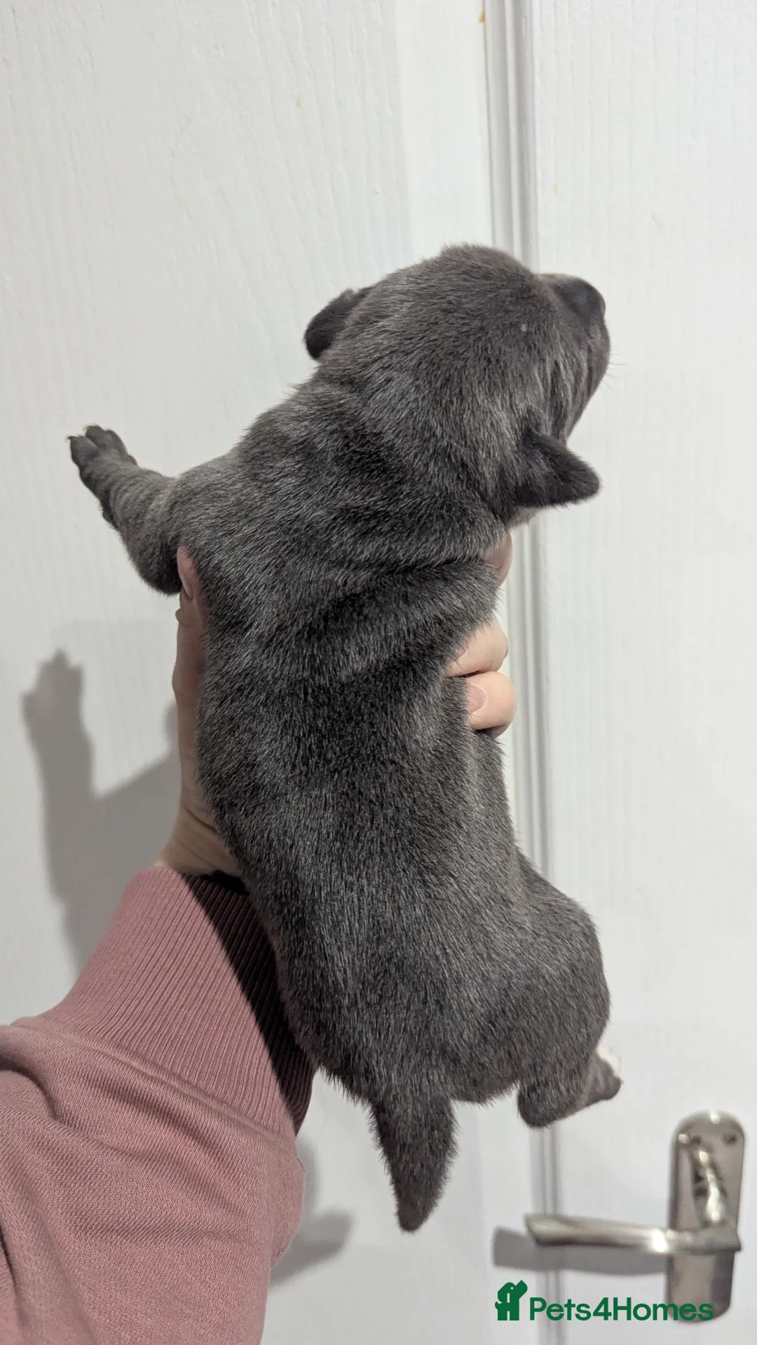 Staffordshire Bull Terrier dogs for sale: Beautiful KC reg Staffordshire bull terriers - Advert 25