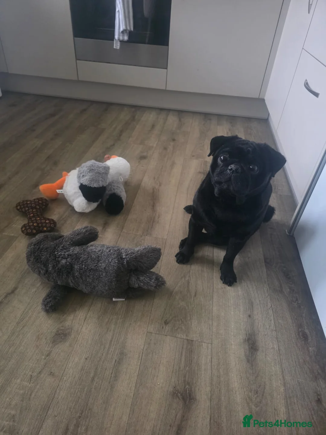 Pug dogs for stud: Pedigree pug Stud. Franklin. - Advert 1