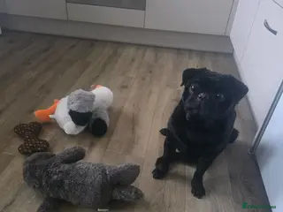 Pug dogs Pedigree pug Stud. Franklin. - Advert 5