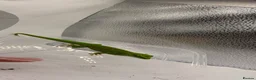 Gecko reptiles for sale: Madagascan Giant day gecko  - Advert 3