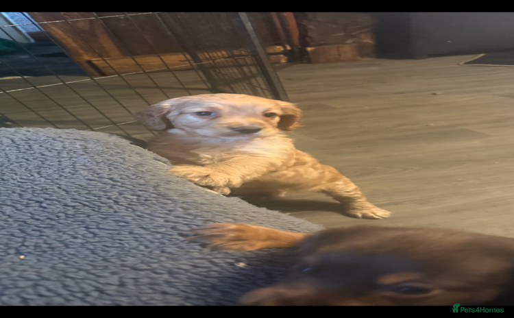 Cocker Spaniel dogs - Advert 16