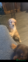 Cocker Spaniel dogs Stunning health tested kc reg puppies - Advert 5