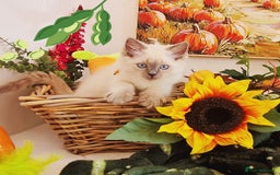 Ragdoll cats for sale: GCCF Ragdoll Kittens - Outstanding!  - Image 14