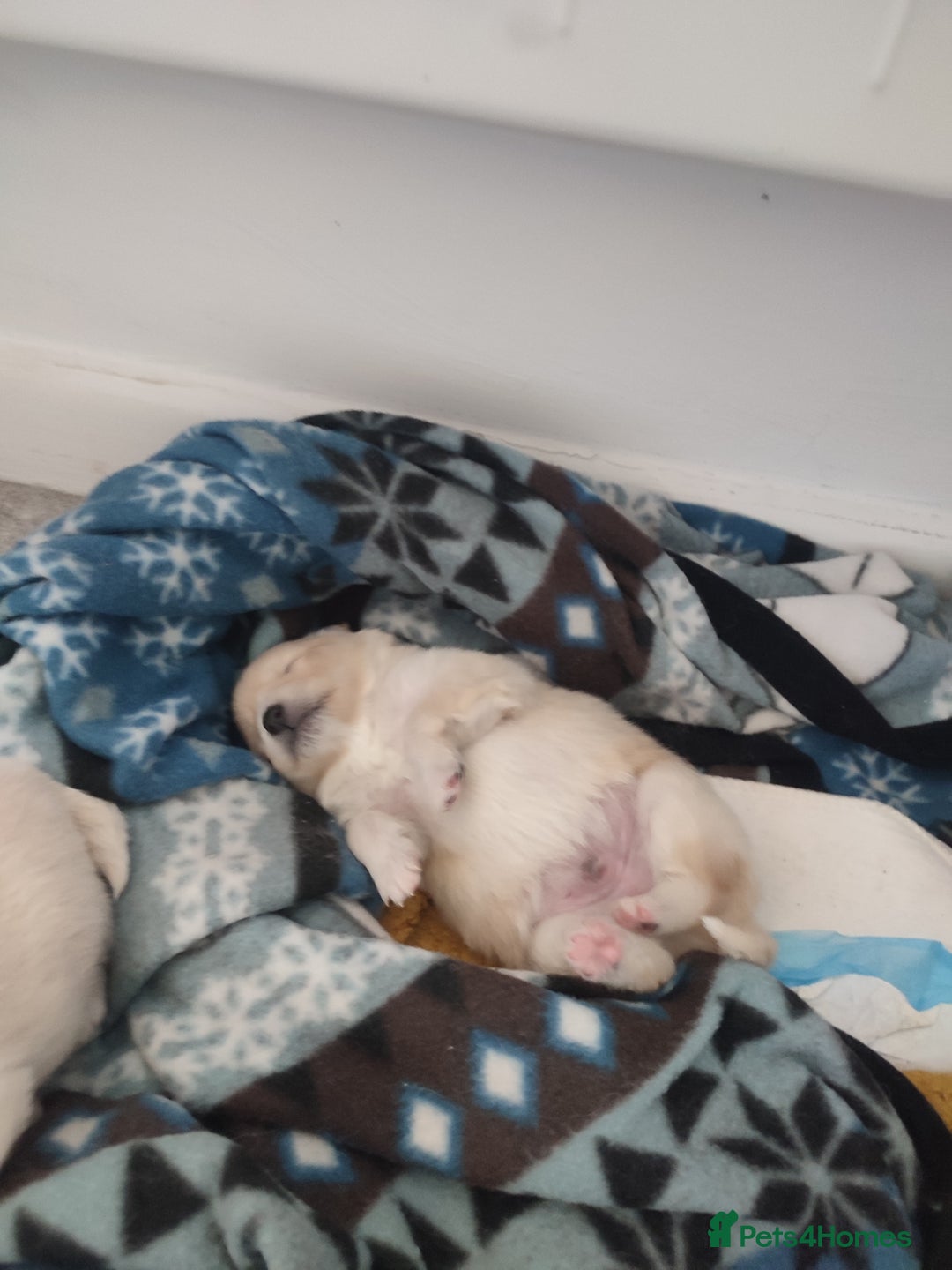 German Spitz dogs for sale: Unique Spitz puppies available in January  - Advert 4