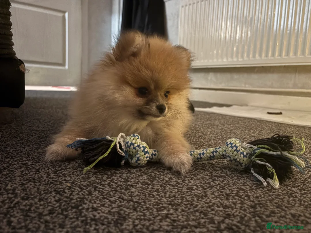 Pomeranian dogs for sale: Pomeranian  - Advert 13