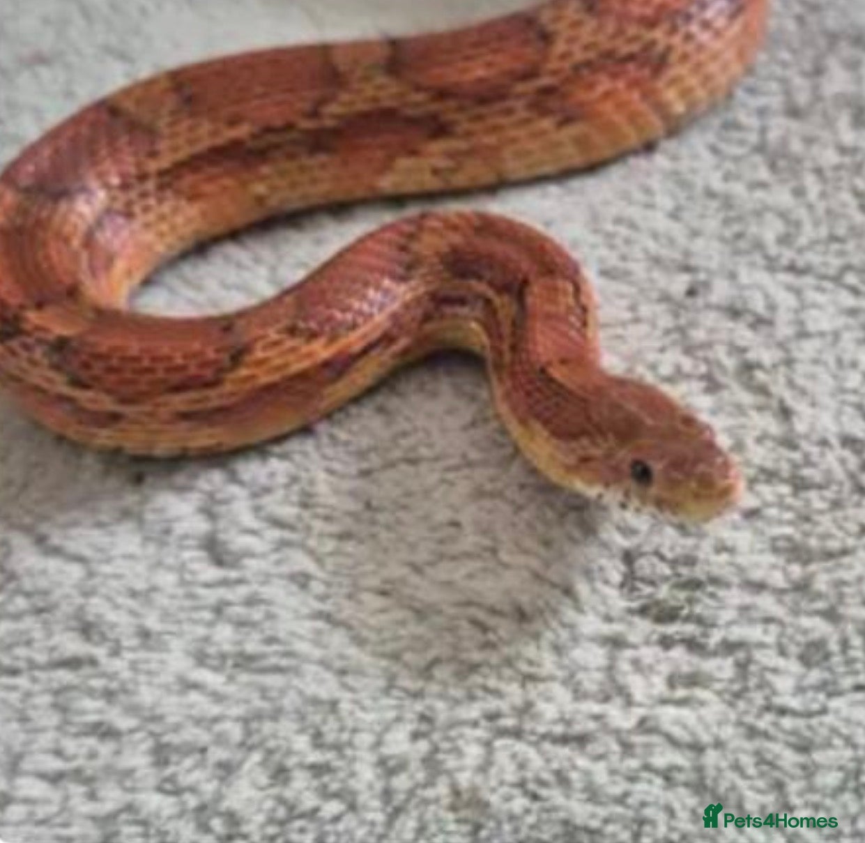 Corn Snake reptiles 2.5 year male corn snake and vivarium - Advert 1