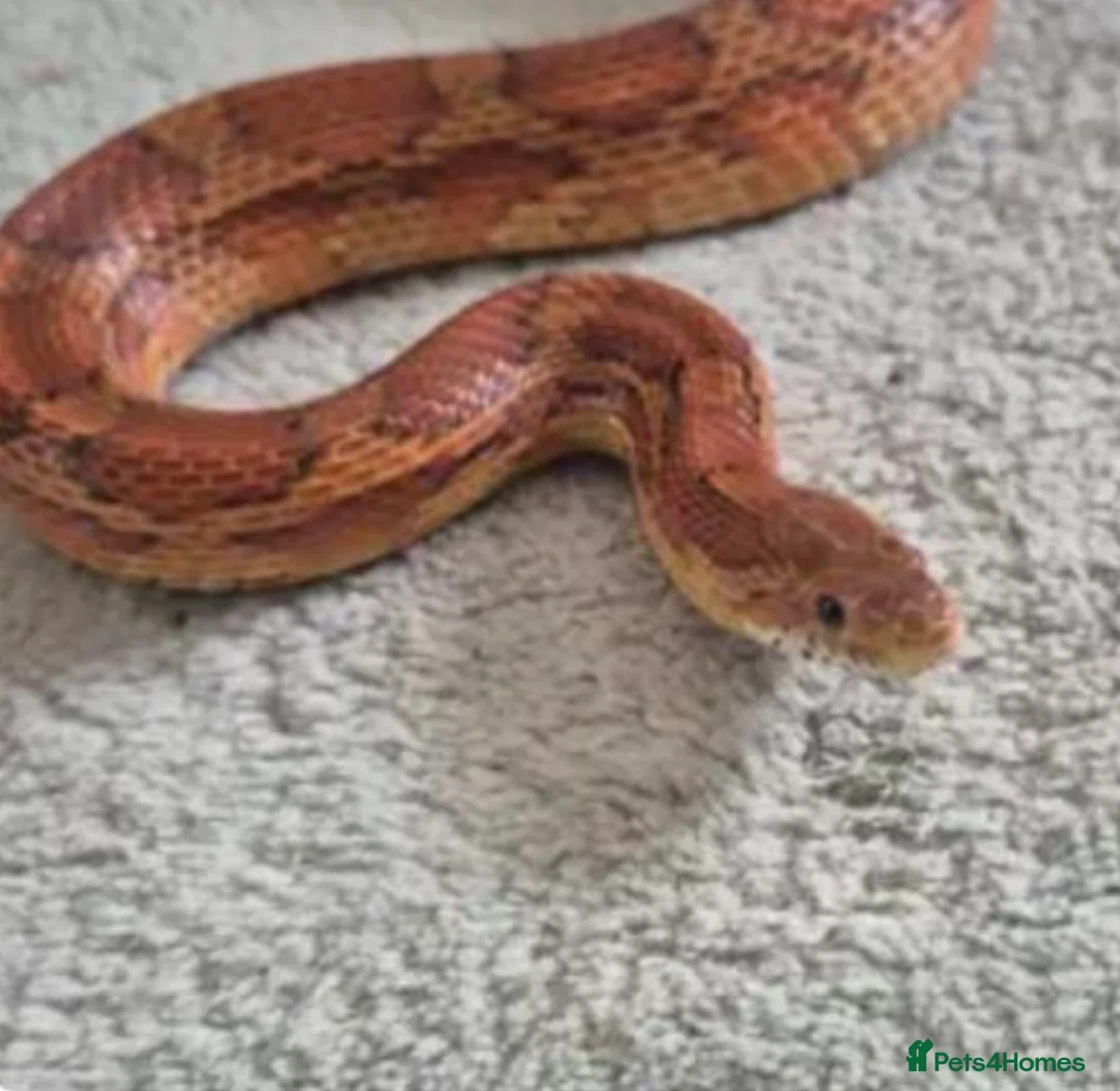 Corn Snake reptiles for sale: 2.5 year male corn snake and vivarium - Advert 1