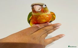 Conures birds for sale: Hand reared conures for sale - Image 12