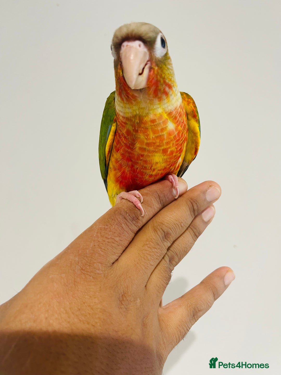 Conures birds for sale: Hand reared conures for sale - Image 12