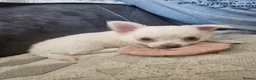 Chihuahua dogs for sale: 5 beautiful chihuahuas in Maidstone - Advert 9