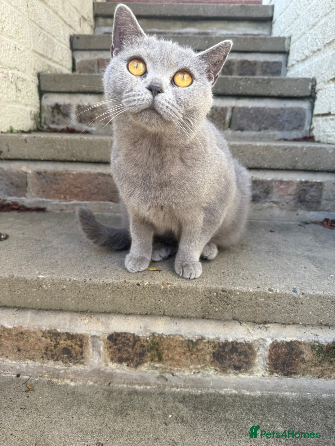 British Shorthair cats for sale: Willow – Beautiful Blue British Shorthair - Image 5