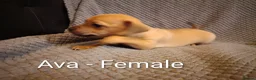 Mixed Breed dogs for sale: 5 Jackawawa/Chug puppies for sale in Sheffield - Advert 5