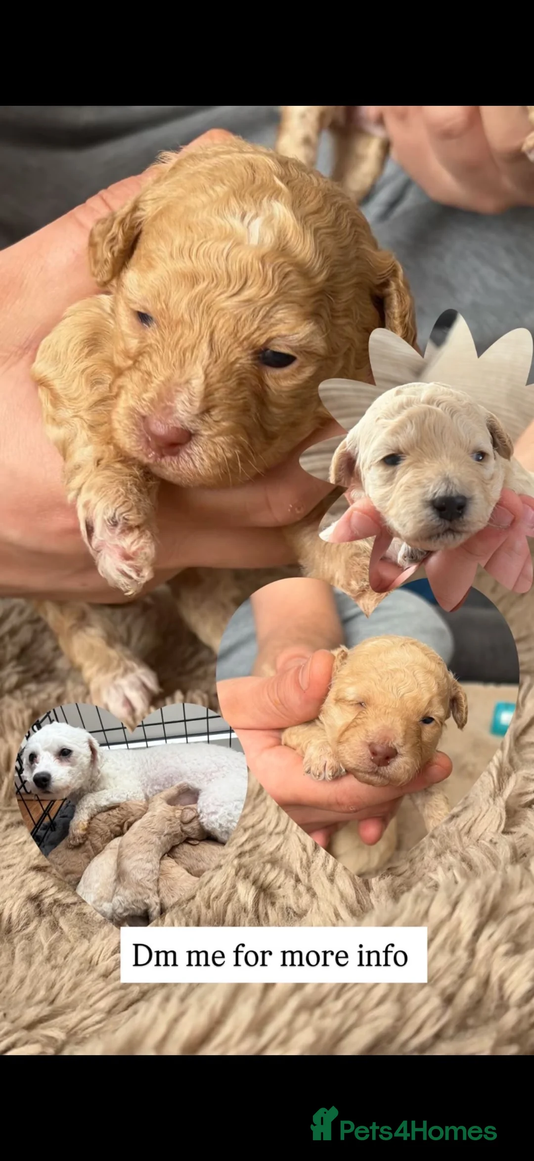 Poochon dogs for sale: F1 poochons  in Runcorn - Advert 6