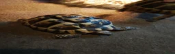 Hermann Tortoise reptiles for sale: HERMANNS TORTOISES  - Advert 5