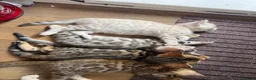 Bengal cats for sale: BEAUTIFUL BABY BENGALS FOR SALE  - Advert 7