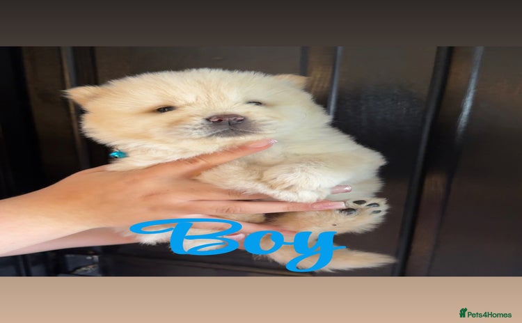 Chow Chow dogs - Advert 11