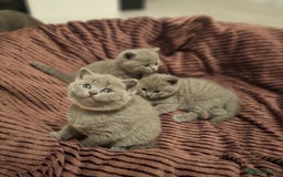 British Shorthair cats for sale: ✨British Shorthair Kittens looking for new family✨ - Advert 1