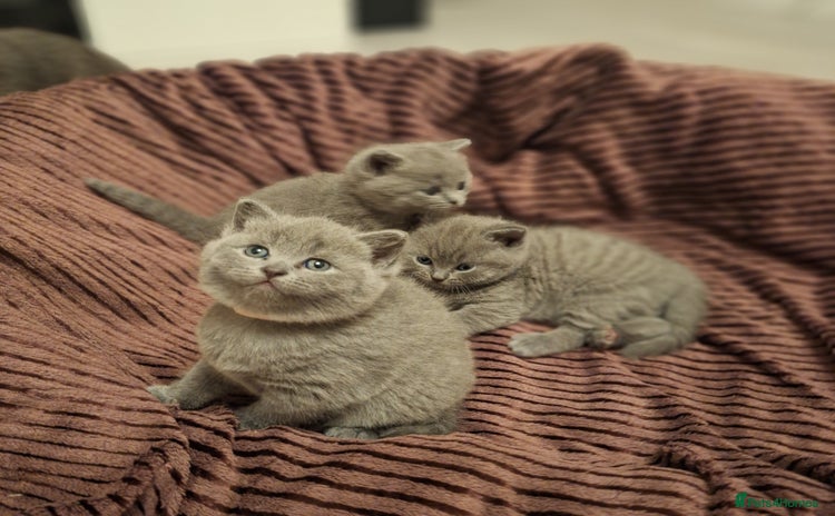 British Shorthair cats ✨British Shorthair Kittens looking for new family✨ - Advert 2