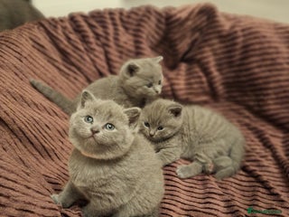 British Shorthair cats for sale: ✨British Shorthair Kittens looking for new family✨ - Advert 1